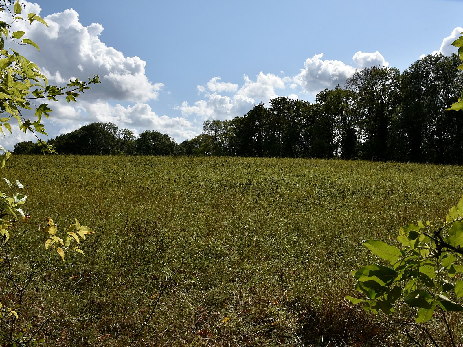 Wiese mit Bäumen unter bewölktem Himmel im Tecklenburger Land